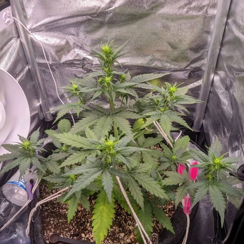 Cind 99 growlog timeline photo
