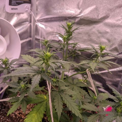 Cind 99 growlog timeline photo
