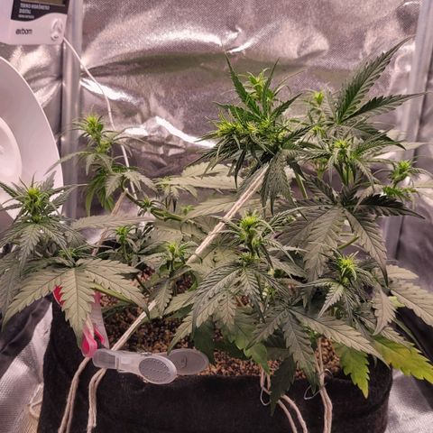 Cind 99 growlog timeline photo