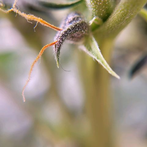 Cind 99 growlog timeline photo