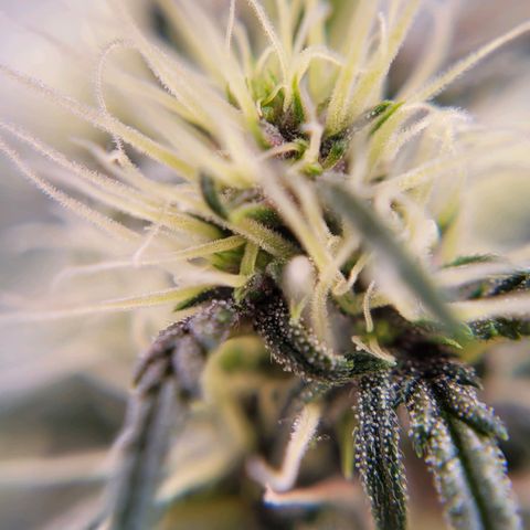Cind 99 growlog timeline photo
