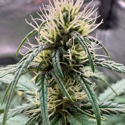 Cind 99 growlog timeline photo