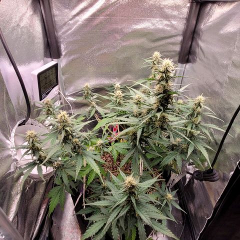 Cind 99 growlog timeline photo