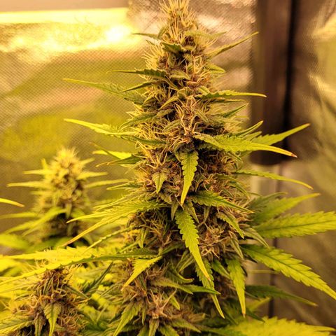 Cind 99 growlog timeline photo
