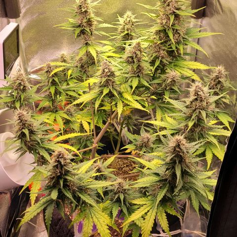 Cind 99 growlog timeline photo