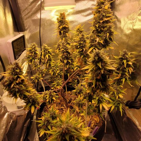 Cind 99 growlog timeline photo