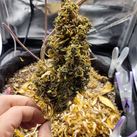 Cind 99 growlog timeline photo