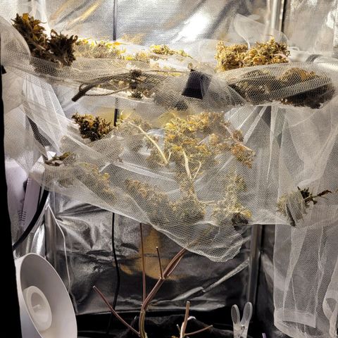 Cind 99 growlog timeline photo