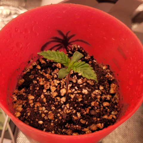 Granddaddy Cookies growlog photo: Obs, a primeira foto é dia 18 de julho.