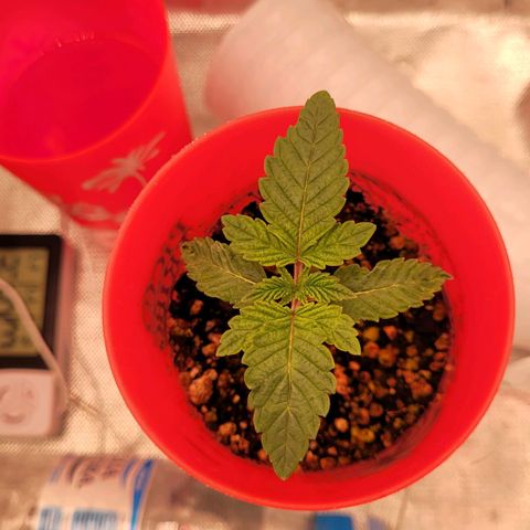 Granddaddy Cookies growlog timeline photo