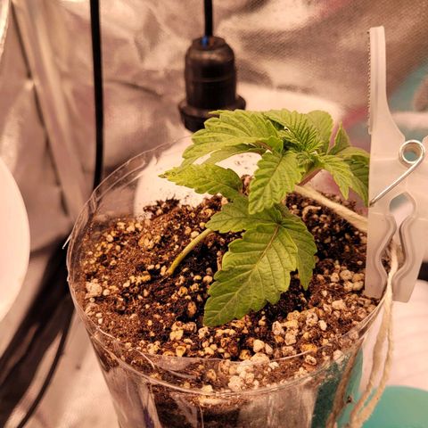 Granddaddy Cookies growlog timeline photo