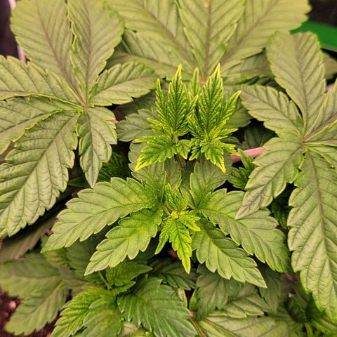 Granddaddy Cookies growlog timeline photo