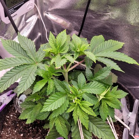 Granddaddy Cookies growlog timeline photo