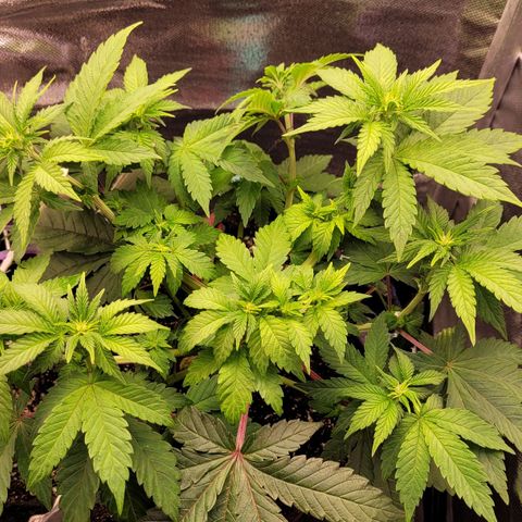 Granddaddy Cookies growlog timeline photo