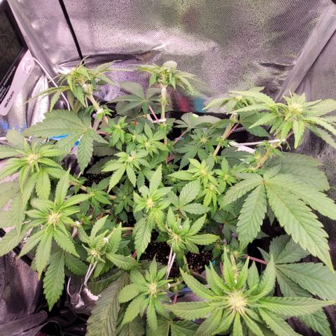Granddaddy Cookies growlog timeline photo