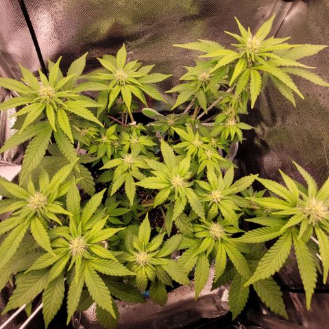 Granddaddy Cookies growlog timeline photo