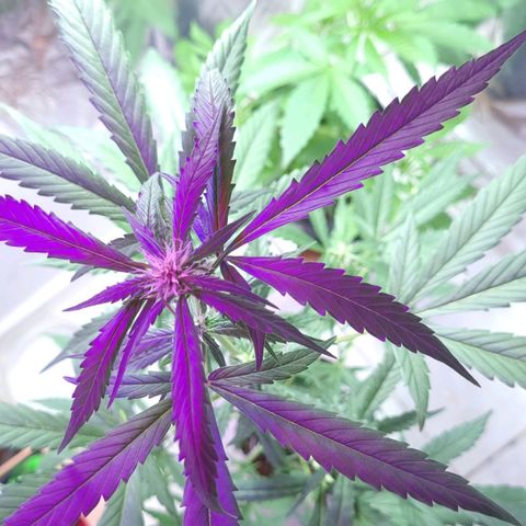 AUTO PURPLE AFEGAN KUSH growlog timeline photo