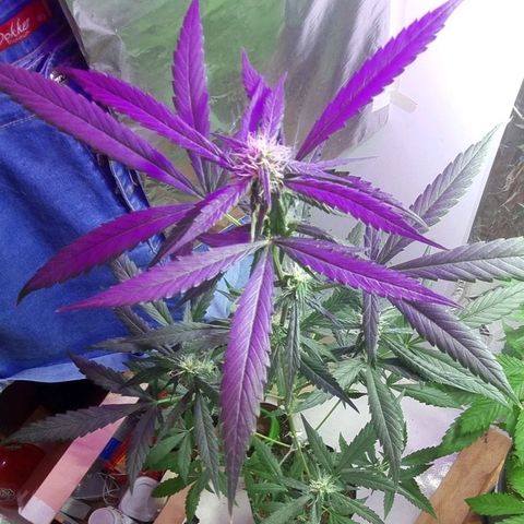 AUTO PURPLE AFEGAN KUSH growlog timeline photo