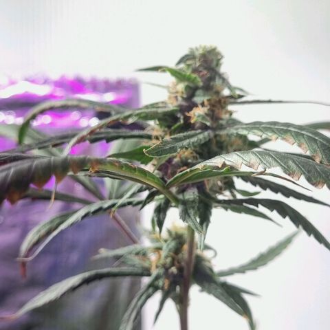 AUTO PURPLE AFEGAN KUSH growlog timeline photo