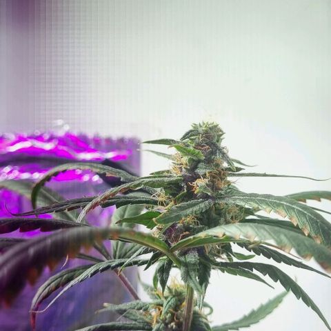 AUTO PURPLE AFEGAN KUSH growlog timeline photo