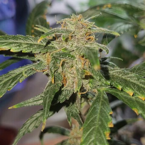 AUTO PURPLE AFEGAN KUSH growlog timeline photo