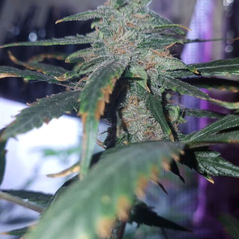 AUTO PURPLE AFEGAN KUSH growlog timeline photo