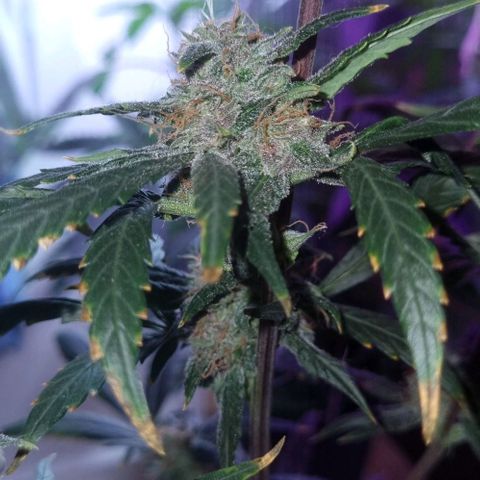 AUTO PURPLE AFEGAN KUSH growlog timeline photo