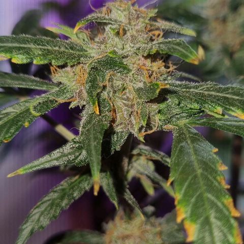 AUTO PURPLE AFEGAN KUSH growlog timeline photo