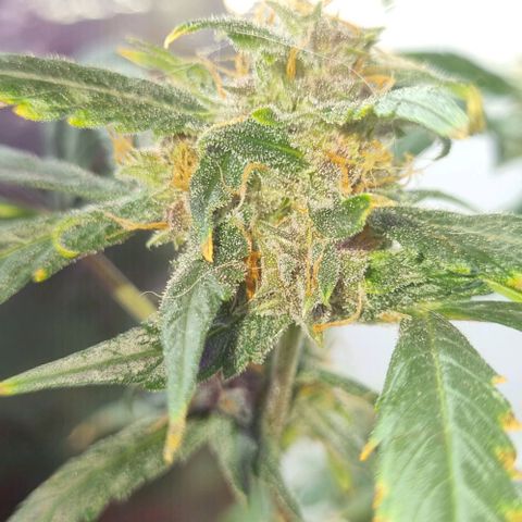 AUTO PURPLE AFEGAN KUSH growlog timeline photo