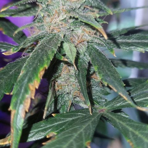 AUTO PURPLE AFEGAN KUSH growlog timeline photo