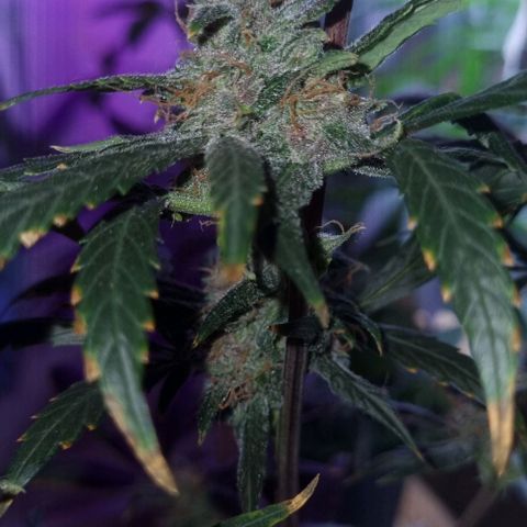 AUTO PURPLE AFEGAN KUSH growlog timeline photo