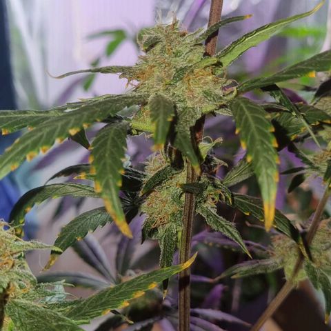 AUTO PURPLE AFEGAN KUSH growlog timeline photo