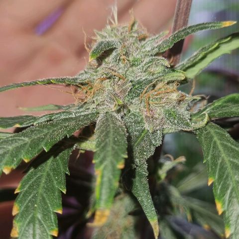 AUTO PURPLE AFEGAN KUSH growlog timeline photo