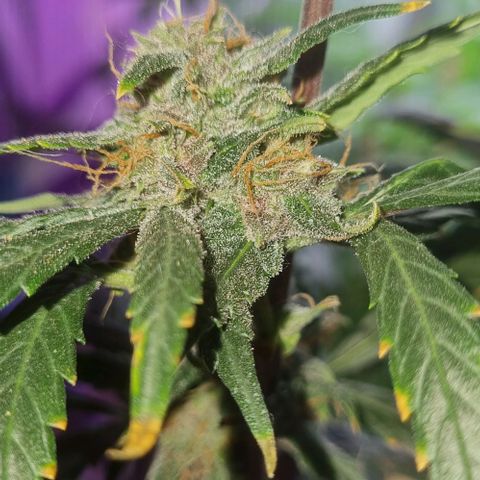 AUTO PURPLE AFEGAN KUSH growlog timeline photo