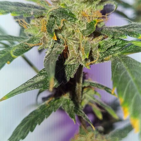 AUTO PURPLE AFEGAN KUSH growlog timeline photo