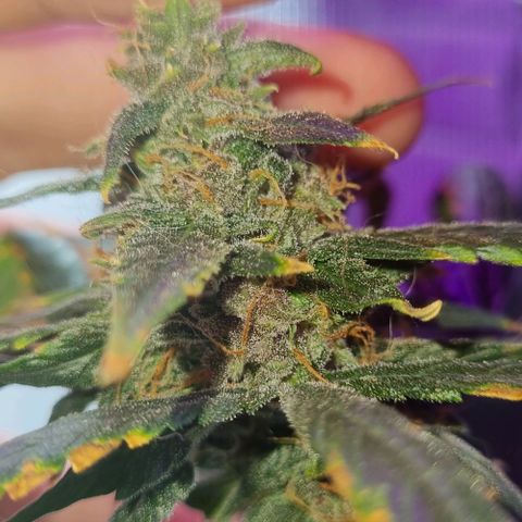 AUTO PURPLE AFEGAN KUSH growlog timeline photo