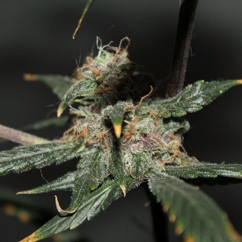 AUTO PURPLE AFEGAN KUSH growlog timeline photo