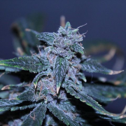AUTO PURPLE AFEGAN KUSH growlog timeline photo