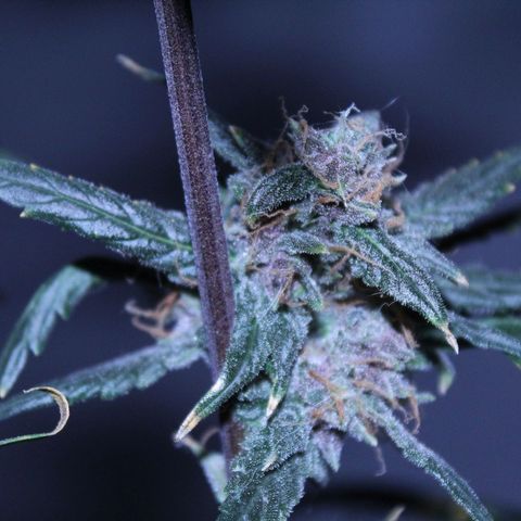AUTO PURPLE AFEGAN KUSH growlog timeline photo