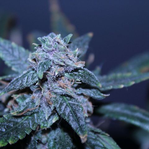AUTO PURPLE AFEGAN KUSH growlog timeline photo