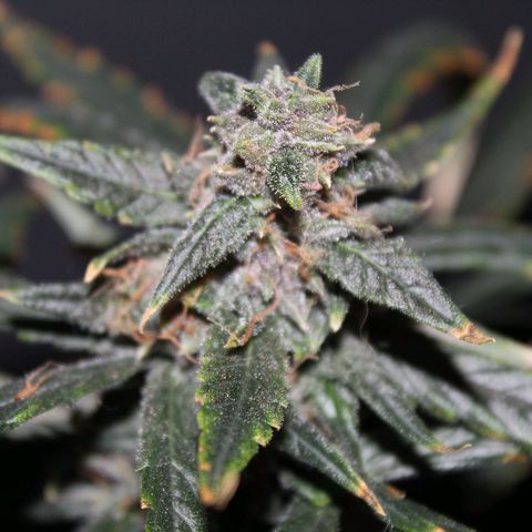 AUTO PURPLE AFEGAN KUSH growlog timeline photo