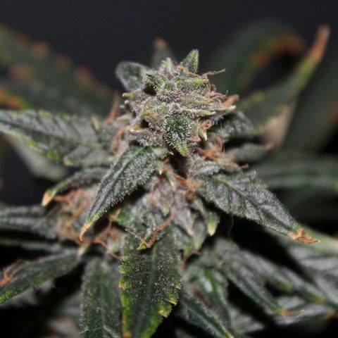 AUTO PURPLE AFEGAN KUSH growlog timeline photo