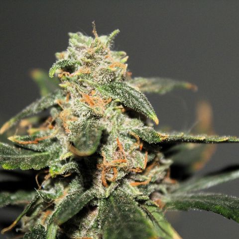 AUTO PURPLE AFEGAN KUSH growlog timeline photo
