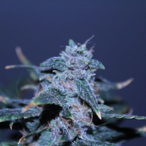AUTO PURPLE AFEGAN KUSH growlog timeline photo
