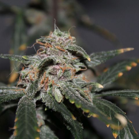 AUTO PURPLE AFEGAN KUSH growlog timeline photo