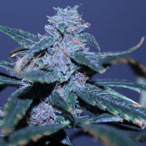 AUTO PURPLE AFEGAN KUSH growlog timeline photo