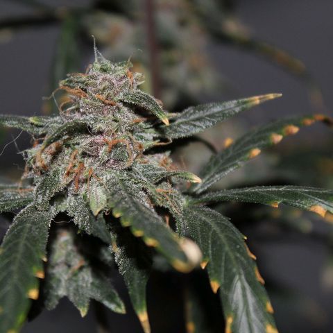 AUTO PURPLE AFEGAN KUSH growlog timeline photo