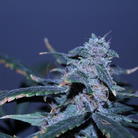 AUTO PURPLE AFEGAN KUSH growlog timeline photo