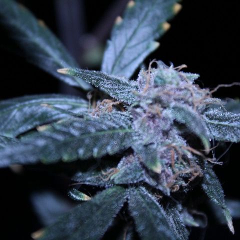 AUTO PURPLE AFEGAN KUSH growlog timeline photo