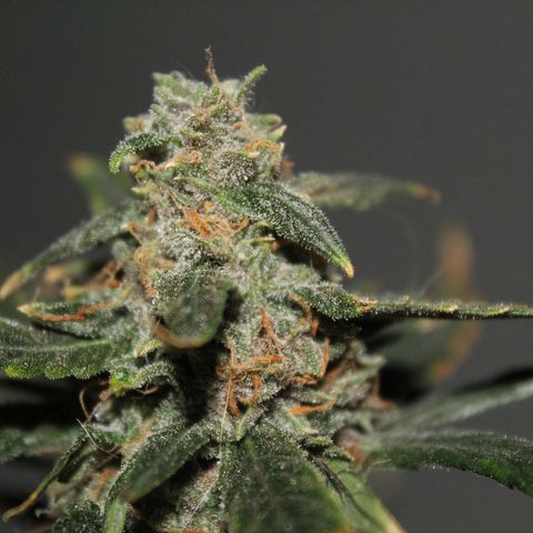 AUTO PURPLE AFEGAN KUSH growlog timeline photo